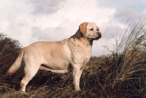 Carromer Sugar Almond