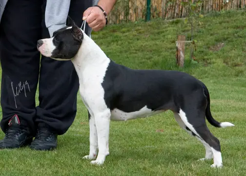 W.B. Mf Kristal'S Tail