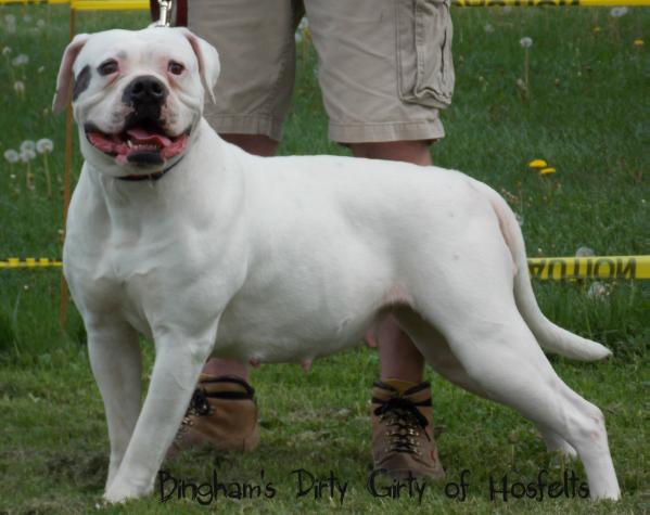 Bingham's Dirty Girty of Hosfelt's