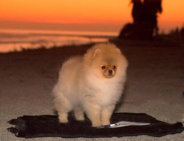 Tinker Toy Petit Poms