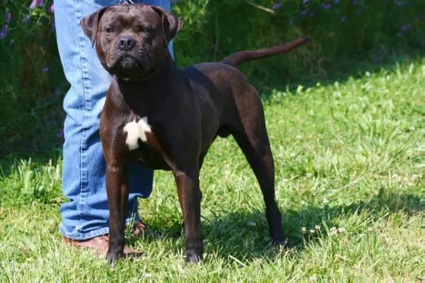 Konfederate Kennel's Bedford