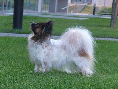 Francois de Pompadour