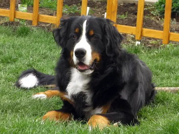 Akela Kingdom Lakidogs