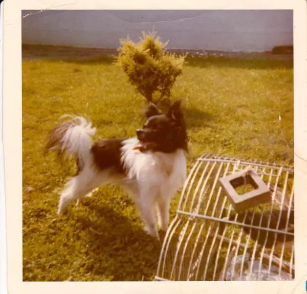 Baluch Little Lucinda