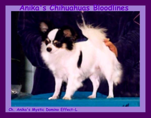 CH. Anika's Mystic Domino Effect-L