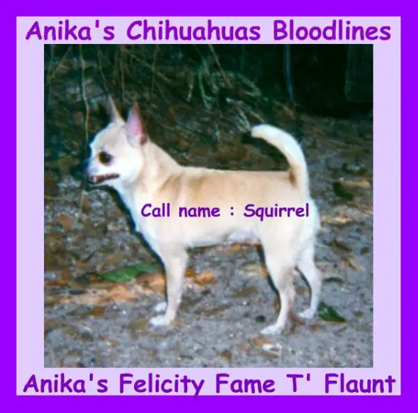 Anika'S Felicity Fame T'Flaunt