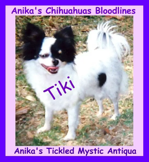 CH Anika's Tickled Mystic Antiqua-L