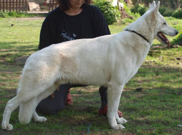 Fabio vom Sutumer Grund