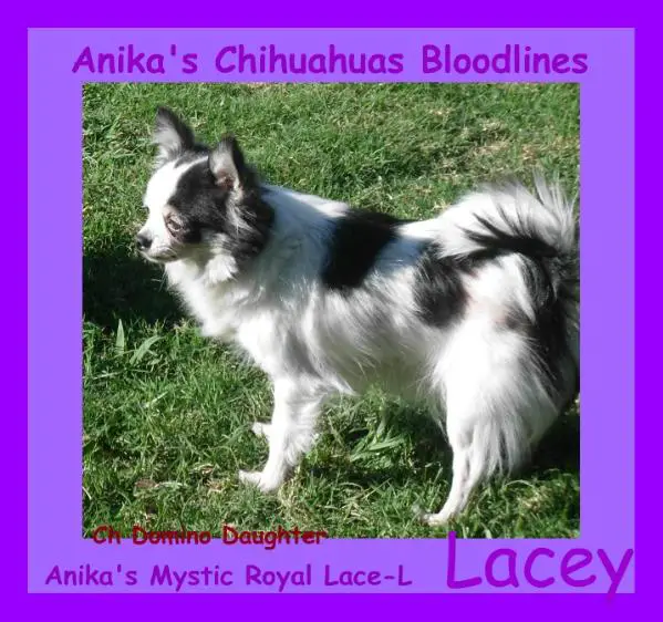 Anika's Mystic Royal Lace-L