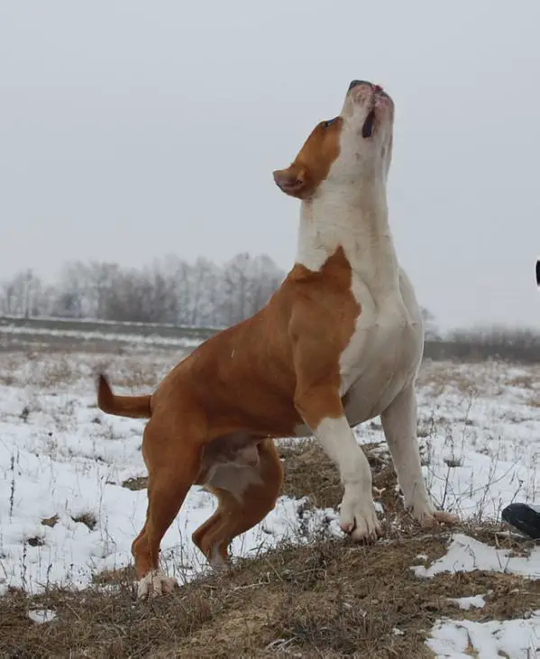 HPJ, CAC Royal Power Eminem