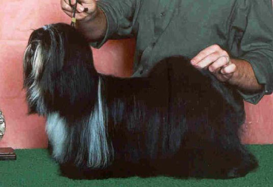 ARKAY NOVA ELECTRA OF BO