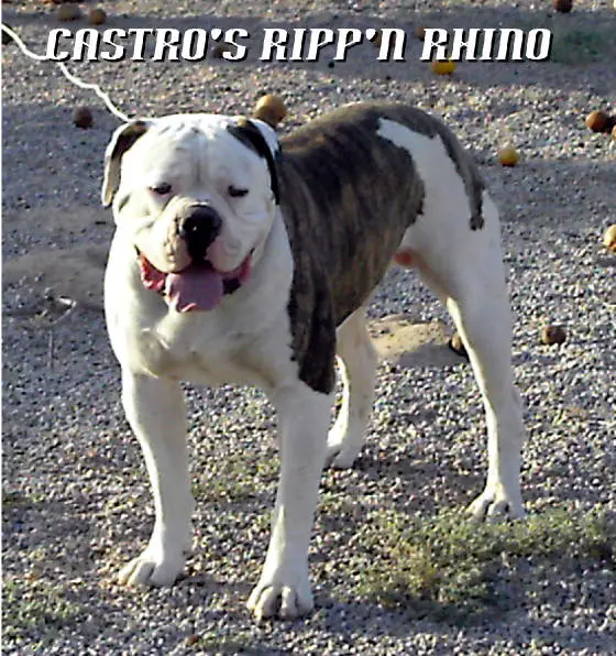 Castro's Ripp'n Rhino