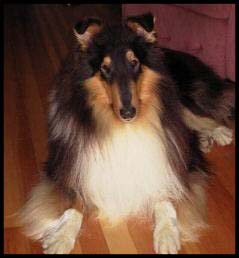 CH, NE/NC Valiant Leonine Star