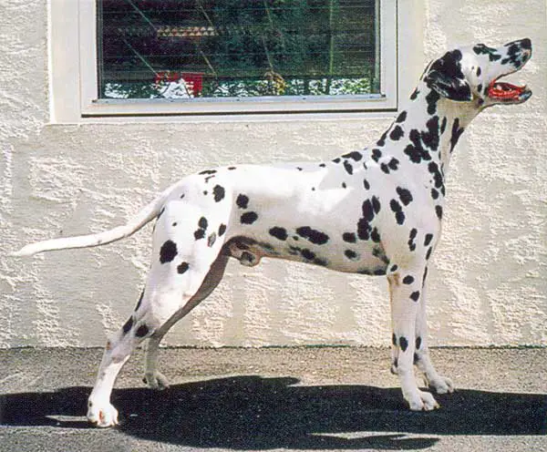 NUCH INTCH SECH Dalmo's Educated Edgar