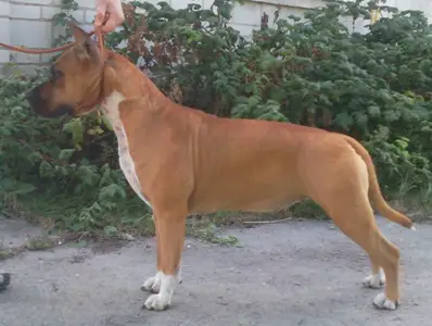 Loving Glance Bestiyana