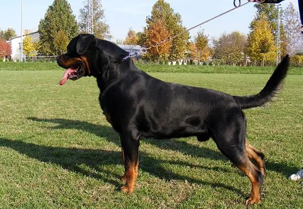 CH SRB CHJ SRB Kafu vom Beni