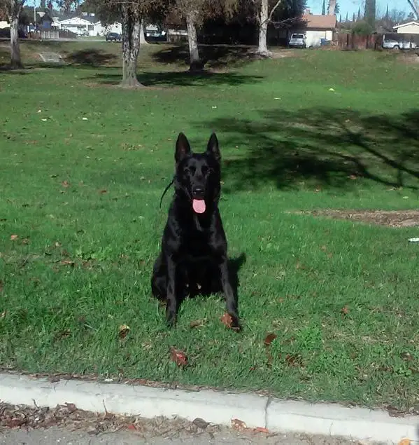 Black Mamba (T.Villagomez)