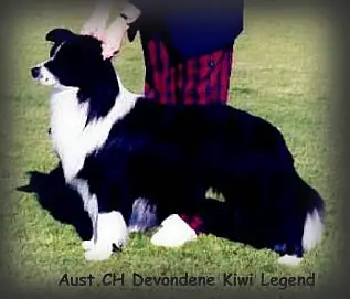AUST CH Devondene Kiwi Legend
