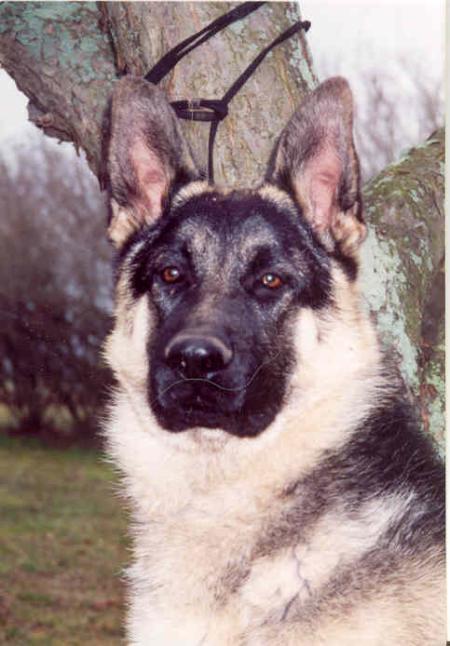 Lu-Mar's Azar