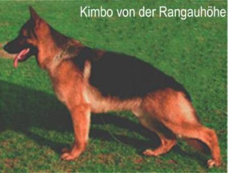 Kimbo von der Rangauhöhe