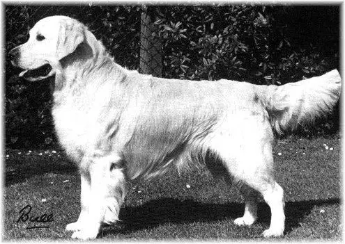 Eng CH Sansue Golden Ruler