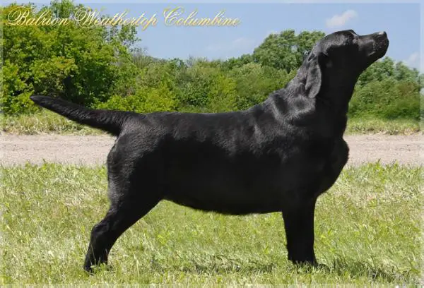 JCH UA,RU,CH UA Balrion Weathertop Columbine