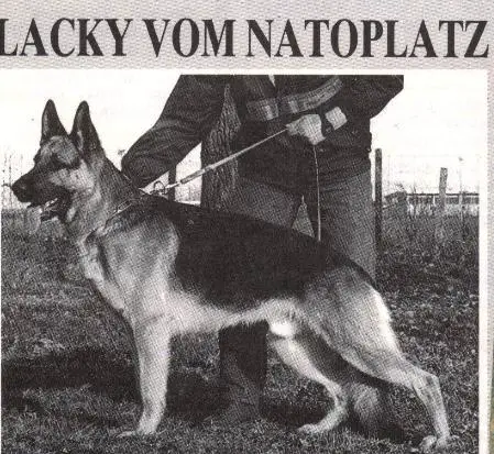 V Lacky vom Natoplatz