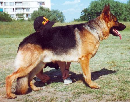 V(BG) Meg Rhodopy CS