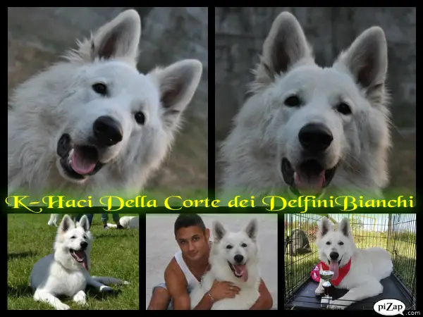 K-Haci della Corte dei Delfini Bianchi
