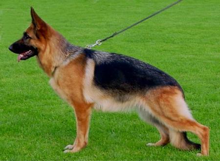 SG6 Claudia vom Bergmannshof