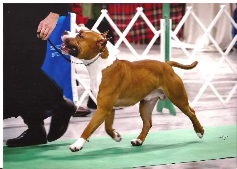 GCH MJR PNT'D CH Edelhaus Rawhide at GrinNation