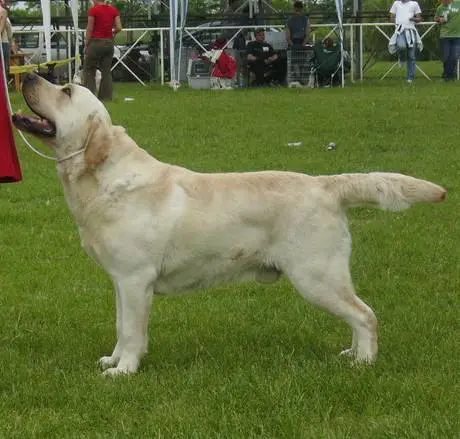 JCH, CH SCG Pepper od Himalajskeho Cedru