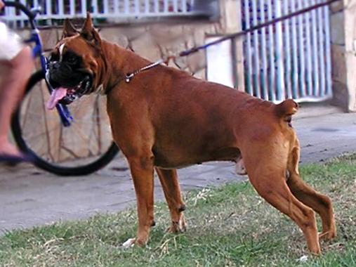 Carlomagno Del Colle Dell'Infinito