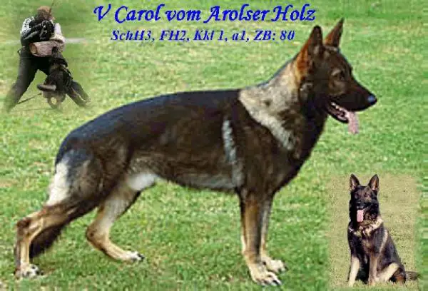 V Carol vom Arolser Holz
