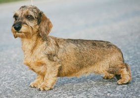 FINW & SW Freckle-Face Kind Of Magic