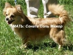 SONATA SOL MAJOR