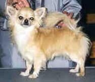 CH Nikoli's Touch of Class