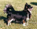 CH Nikoli's Azalee