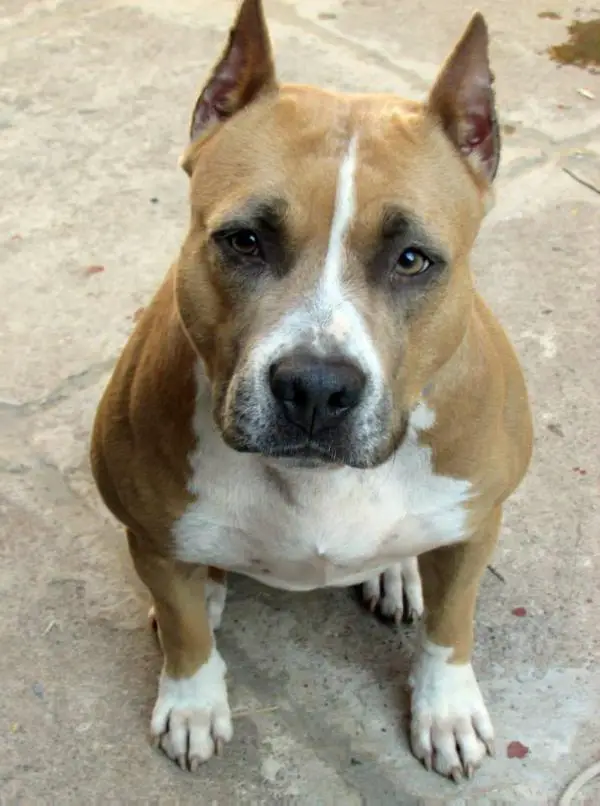 Iron Amstaff Leeloo