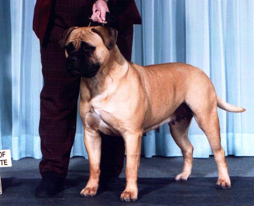 CH Bastion's Hellcat From Hytop