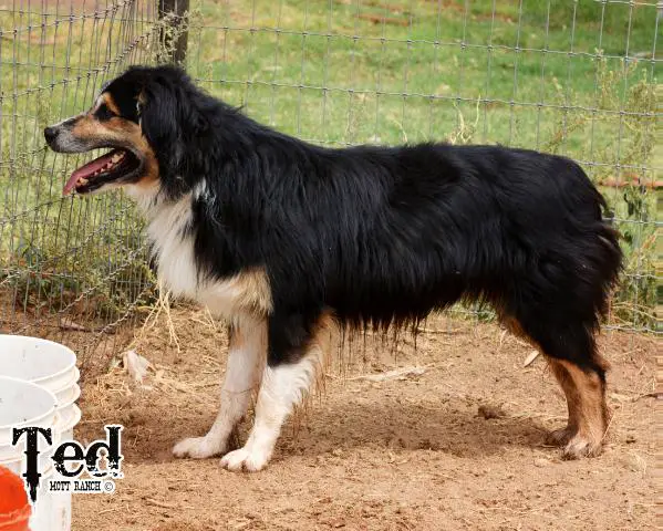 Crown Point Commander In Chief