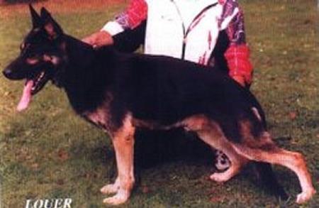 Collin vom Haus Ming