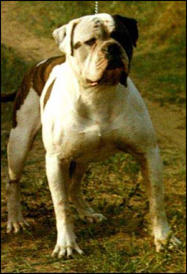 French'Studly Boy Butch