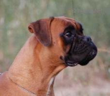 STELLA DEL FOSSARONE