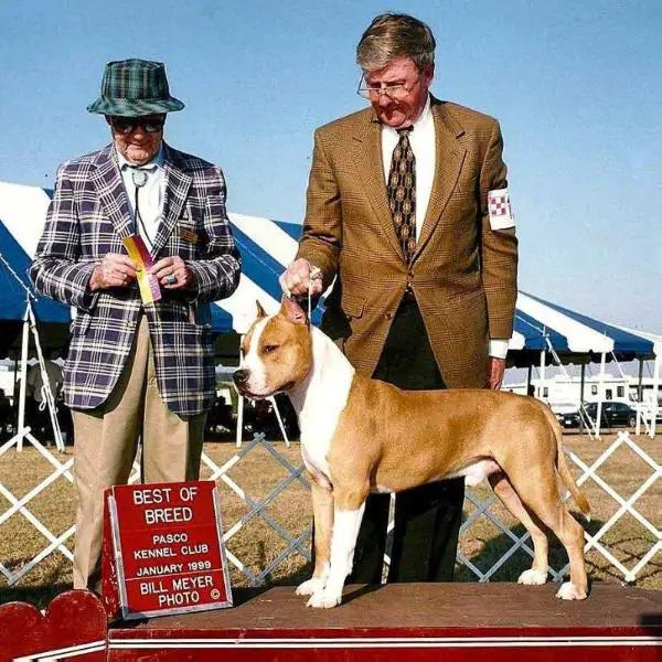 AKC CH Tolkien's Jolly Cotton