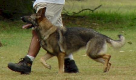 Anja vom Suden Fahne