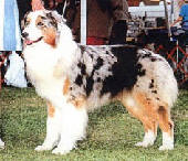 Sundown's Blue By Ya