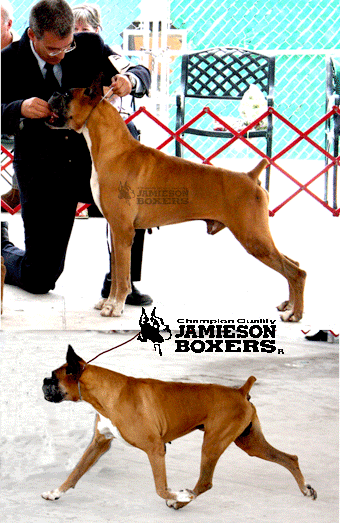 CH Jamieson's Yogui