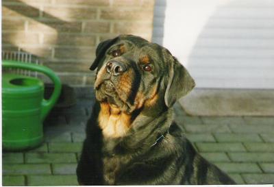 Qubee vom Oberhausener Norden