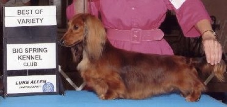 CH (AKC) Wagsmore's Sublime ML